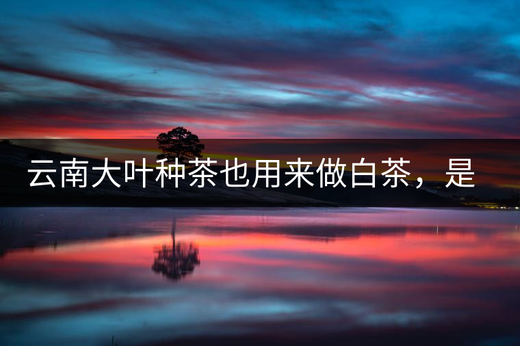云南大葉種茶也用來做白茶，是真的好喝嗎？