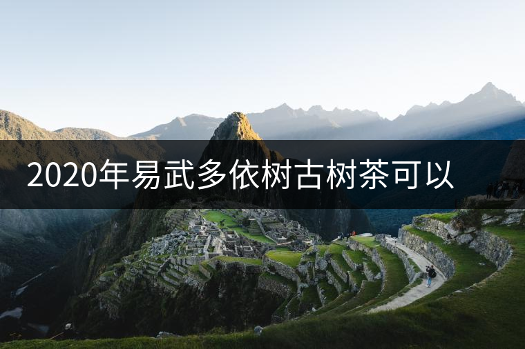 2020年易武多依樹(shù)古樹(shù)茶可以媲美薄荷塘的微茶區(qū)