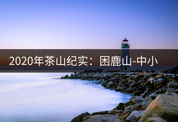 2020年茶山紀(jì)實(shí):困鹿山-中小葉種也可以長(zhǎng)這么大 2020年茶山紀(jì)實(shí):困鹿山-中小葉種也可以長(zhǎng)這么大