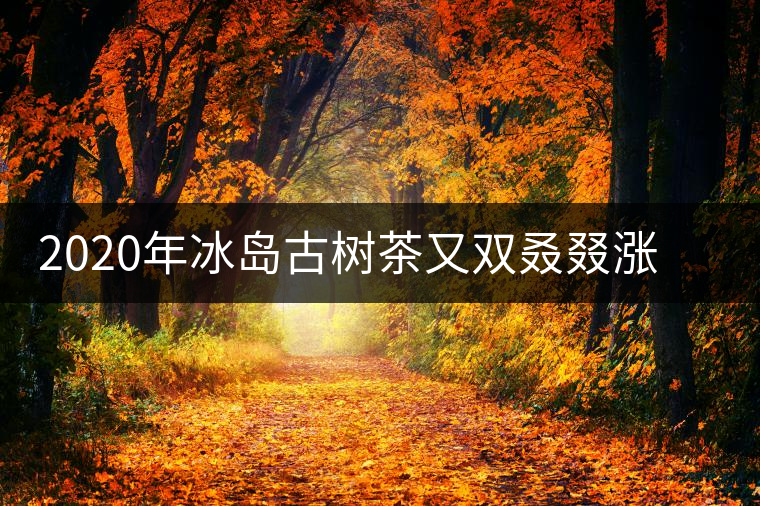 2020年冰島古樹茶又雙叒叕漲價(jià)了，今年的普洱春茶準(zhǔn)備你下手嗎