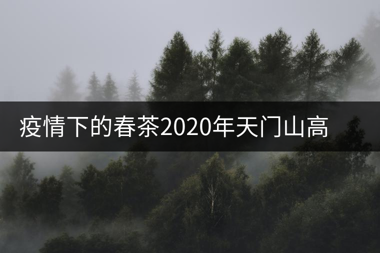 疫情下的春茶2020年天門山高桿古樹將何去何從 疫情下的春茶2020年天門山高桿古樹將何去何從