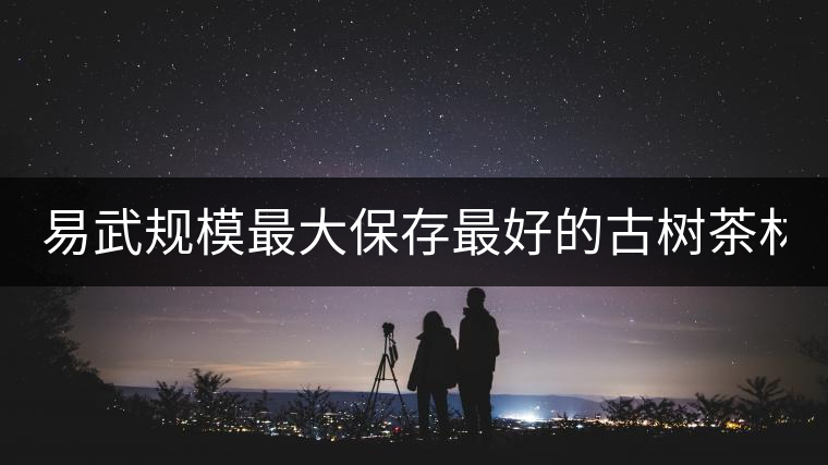 易武規(guī)模最大保存最好的古樹茶林2020年高山寨古樹春茶介紹 易武規(guī)模最大保存最好的古樹茶林2020年高山寨古樹春茶介紹
