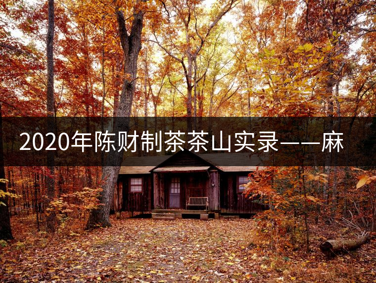 2020年陳財制茶茶山實錄——麻黑村下的“茶二代” 2020年陳財制茶茶山實錄——麻黑村下的“茶二代”