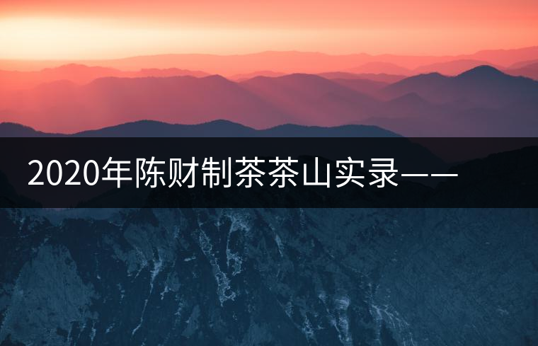 2020年陳財(cái)制茶茶山實(shí)錄——浴火重生的曼松貢茶