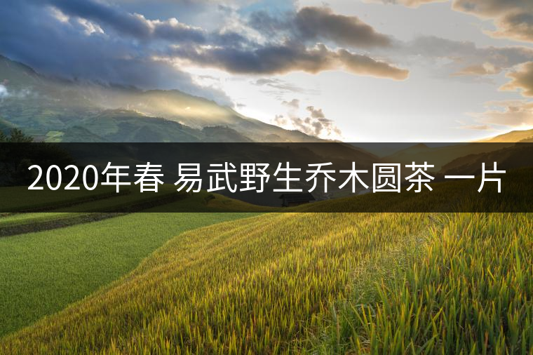 2020年春 易武野生喬木圓茶 一片400克 2020年春 易武野生喬木圓茶 一片400克