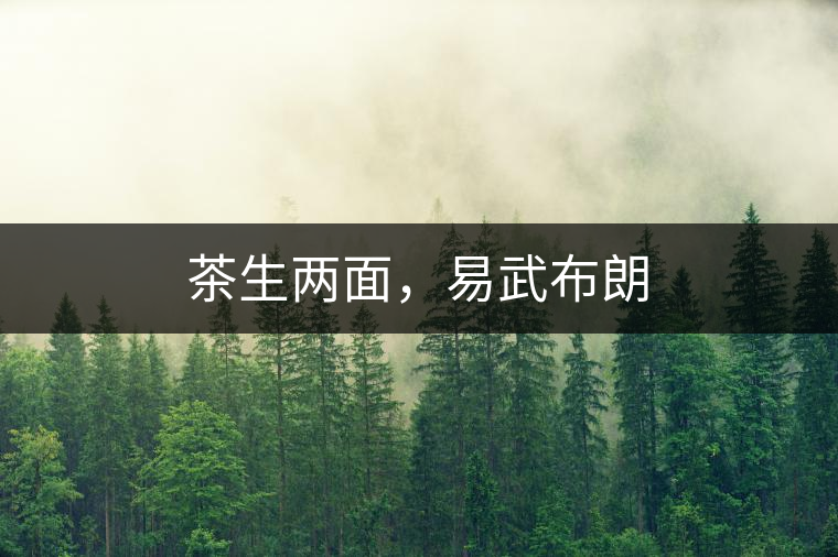 茶生兩面，易武布朗