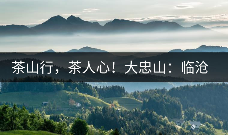 茶山行，茶人心！大忠山：臨滄之龍，雪山之熊