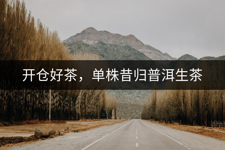 開倉好茶，單株昔歸普洱生茶