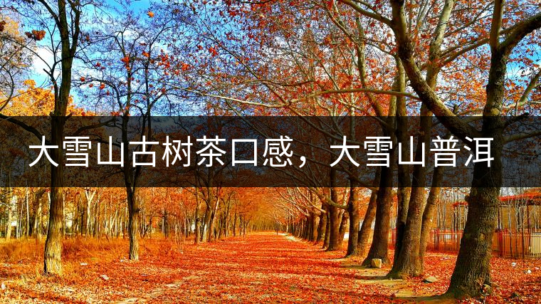 大雪山古樹茶口感，大雪山普洱茶價格