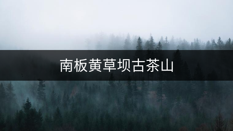 南板黃草壩古茶山 南板黃草壩古茶山