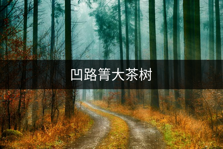 凹路箐大茶樹(shù) 凹路箐大茶樹(shù)