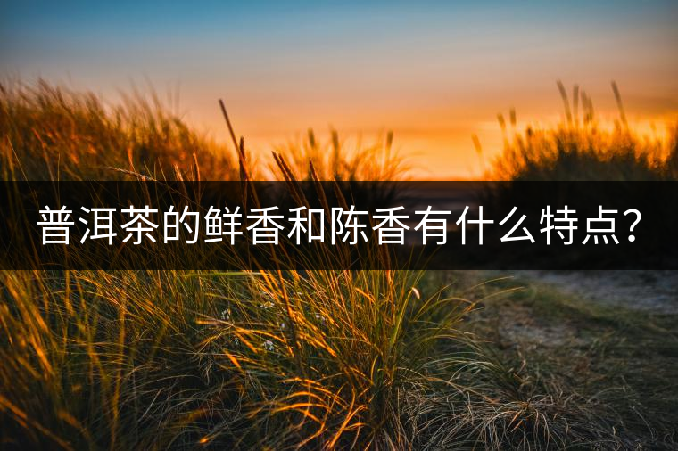 普洱茶的鮮香和陳香有什么特點(diǎn)？