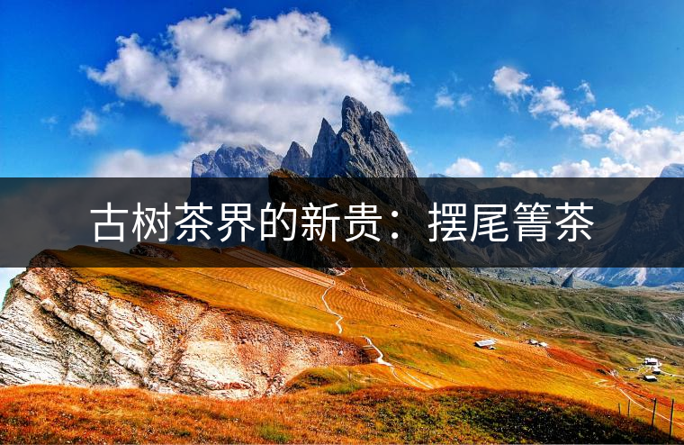 古樹茶界的新貴:擺尾箐茶 古樹茶界的新貴:擺尾箐茶