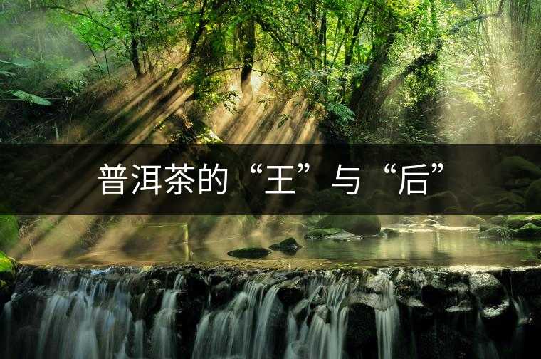 普洱茶的“王”與“后” 普洱茶的“王”與“后”