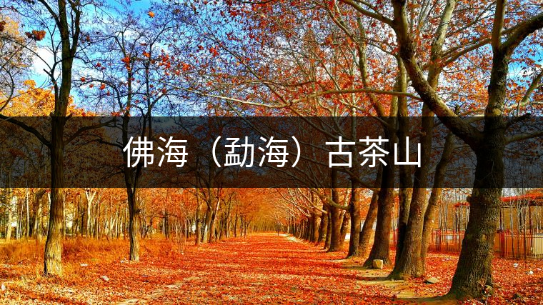 佛海(勐海)古茶山 佛海(勐海)古茶山