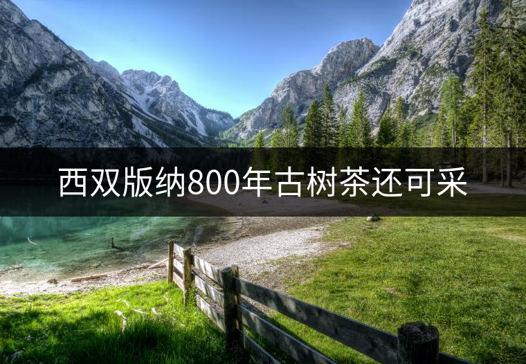 西雙版納800年古樹(shù)茶還可采 西雙版納800年古樹(shù)茶還可采