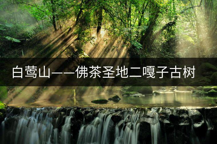 白鶯山——佛茶圣地二嘎子古樹茶 白鶯山——佛茶圣地二嘎子古樹茶