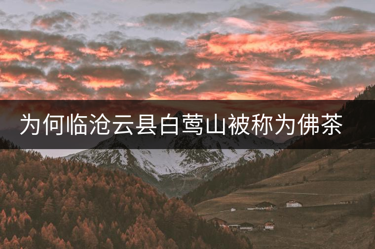 為何臨滄云縣白鶯山被稱為佛茶圣地？