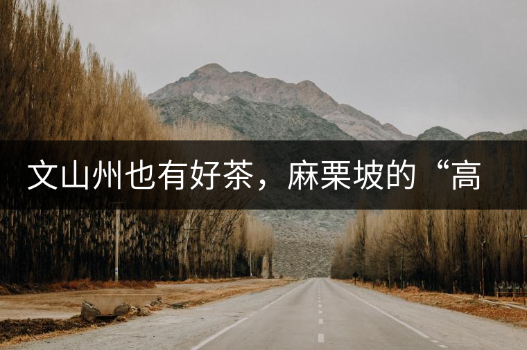 文山州也有好茶，麻栗坡的“高朋”古樹茶