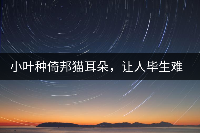 小葉種倚邦貓耳朵，讓人畢生難忘的茶香