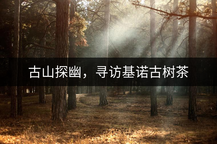 古山探幽，尋訪基諾古樹(shù)茶