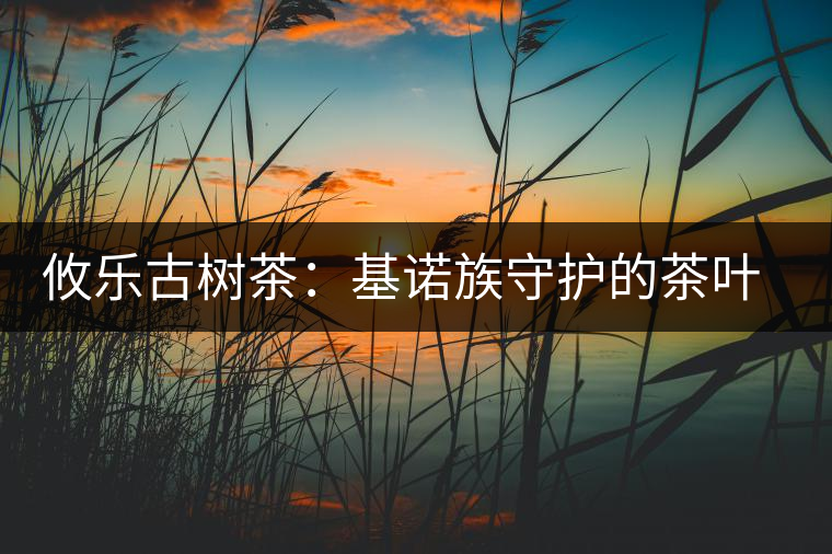 攸樂古樹茶:基諾族守護的茶葉森林 攸樂古樹茶:基諾族守護的茶葉森林