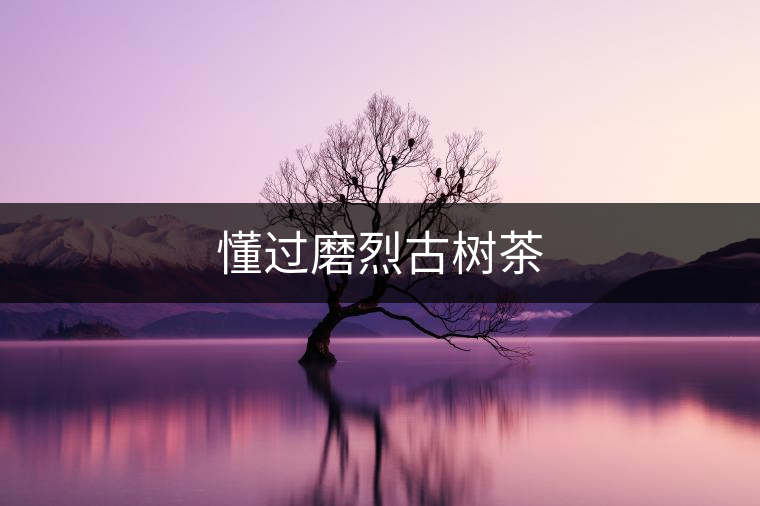 懂過磨烈古樹茶 懂過磨烈古樹茶