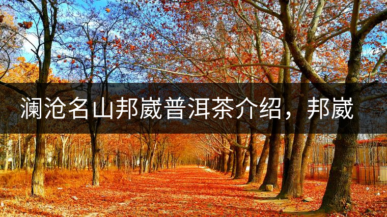 瀾滄名山邦崴普洱茶介紹，邦崴古樹茶口感特點