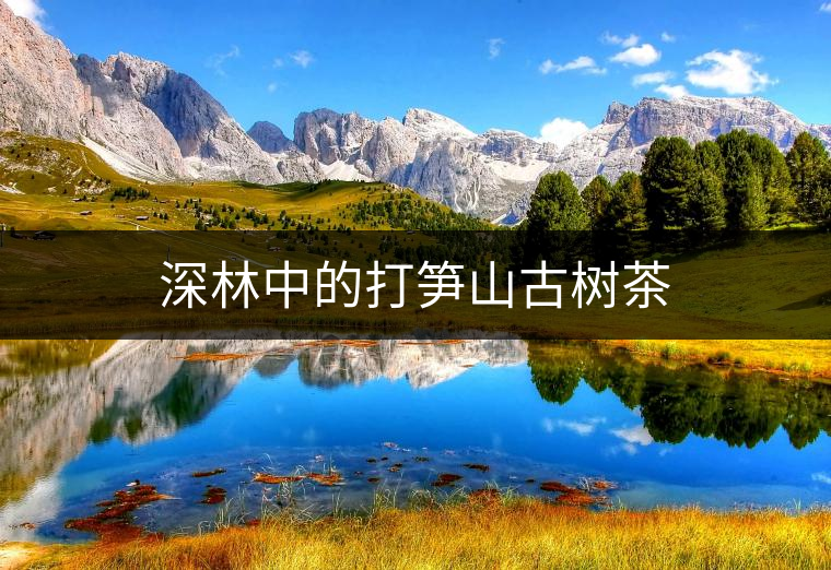 深林中的打筍山古樹茶 深林中的打筍山古樹茶