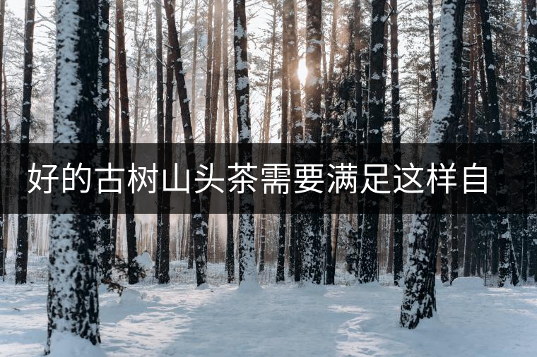 好的古樹(shù)山頭茶需要滿足這樣自然條件，以大忠山為例！