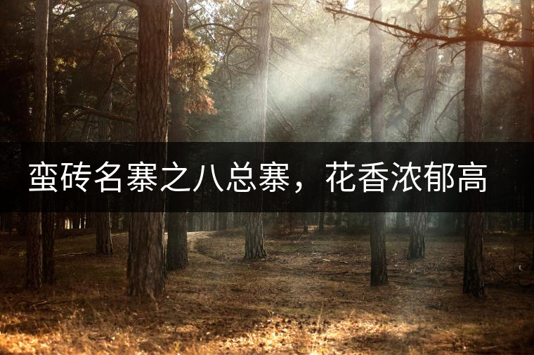 蠻磚名寨之八總寨，花香濃郁高揚(yáng)