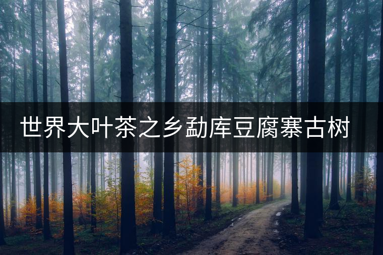 世界大葉茶之鄉(xiāng)勐庫豆腐寨古樹茶介紹 世界大葉茶之鄉(xiāng)勐庫豆腐寨古樹茶介紹