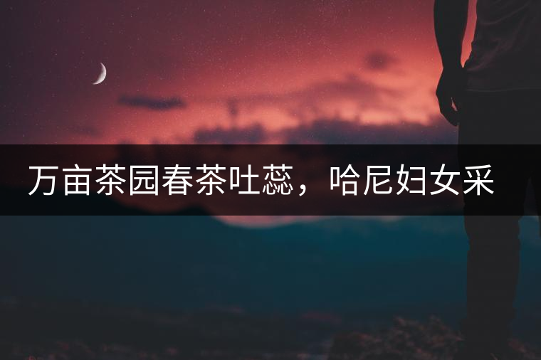 萬畝茶園春茶吐蕊，哈尼婦女采茶忙