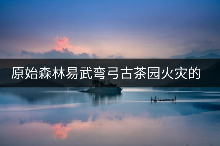 原始森林易武彎弓古茶園火災的警醒