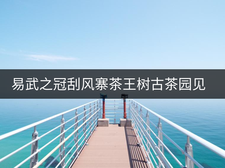 易武之冠刮風(fēng)寨茶王樹(shù)古茶園見(jiàn)聞