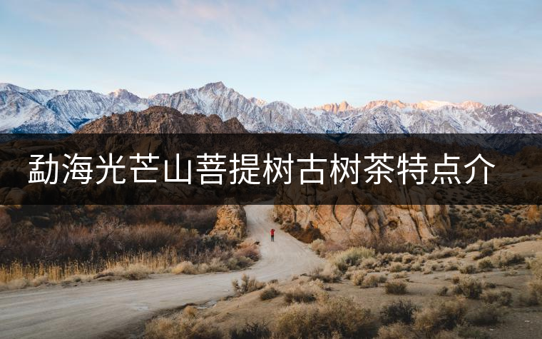 勐海光芒山菩提樹古樹茶特點(diǎn)介紹 勐海光芒山菩提樹古樹茶特點(diǎn)介紹