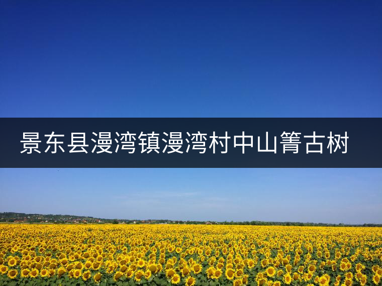 景東縣漫灣鎮(zhèn)漫灣村中山箐古樹茶特點介紹