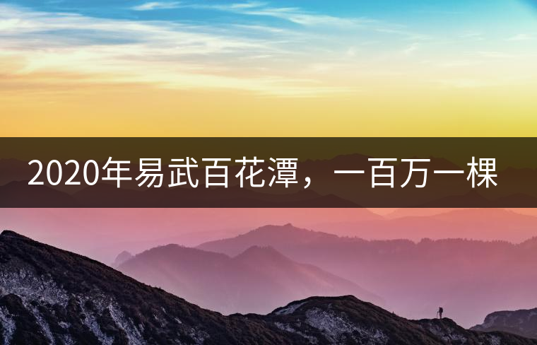 2020年易武百花潭,一百萬(wàn)一棵樹(shù)-易武中聘號(hào) 2020年易武百花潭,一百萬(wàn)一棵樹(shù)-易武中聘號(hào)