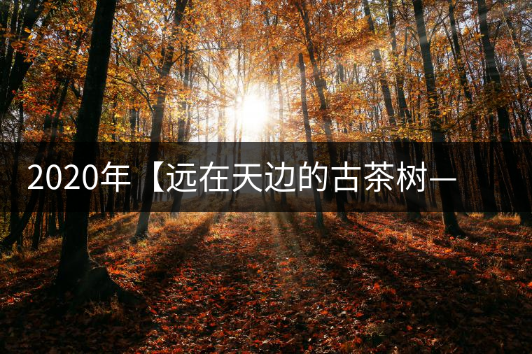 2020年【遠(yuǎn)在天邊的古茶樹——天門山天生古樹】-易武中聘號