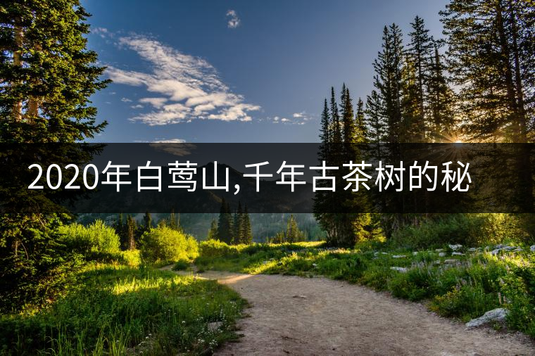 2020年白鶯山,千年古茶樹的秘密-易武中聘號 2020年白鶯山,千年古茶樹的秘密-易武中聘號