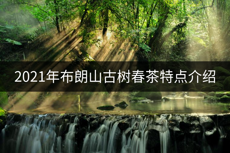 2021年布朗山古樹春茶特點介紹 2021年布朗山古樹春茶特點介紹