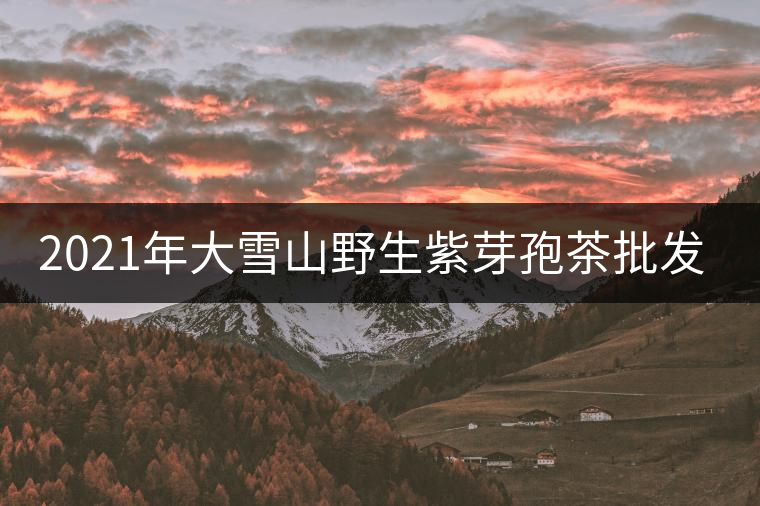 2021年大雪山野生紫芽孢茶批發(fā)價格多少錢一公斤？
