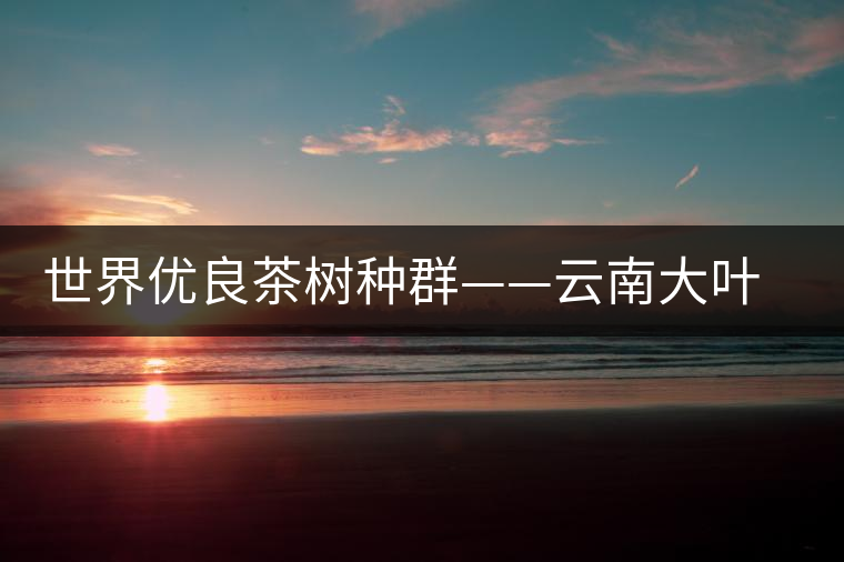 世界優(yōu)良茶樹種群——云南大葉種
