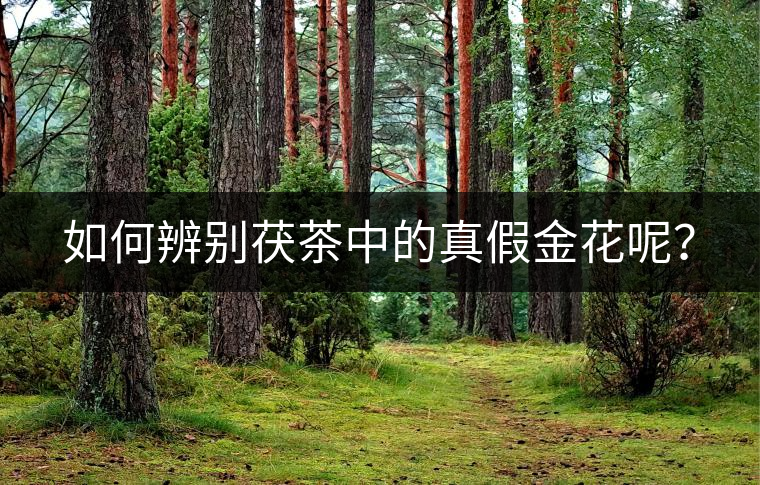 如何辨別茯茶中的真假金花呢？