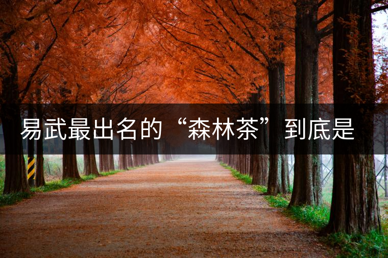 易武最出名的“森林茶”到底是什么茶？