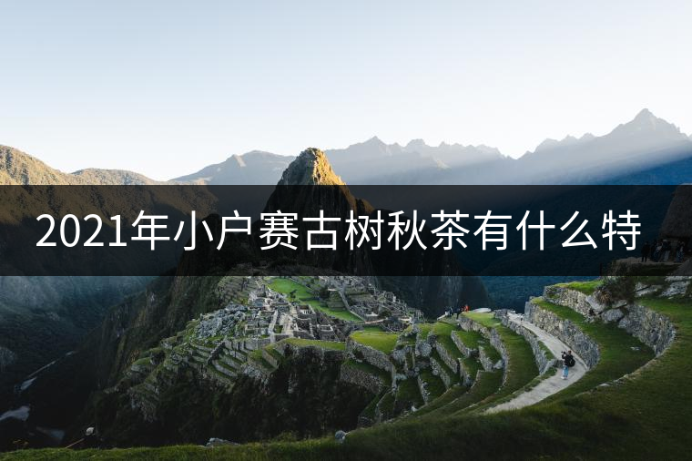 2021年小戶賽古樹(shù)秋茶有什么特點(diǎn)？