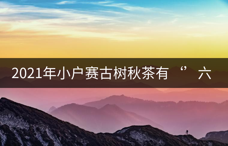 2021年小戶賽古樹(shù)秋茶有‘’六奇‘’ 2021年小戶賽古樹(shù)秋茶有‘’六奇‘’