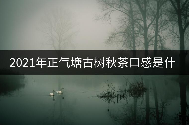 2021年正氣塘古樹秋茶口感是什么？