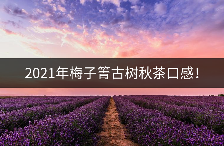 2021年梅子箐古樹秋茶口感! 2021年梅子箐古樹秋茶口感!