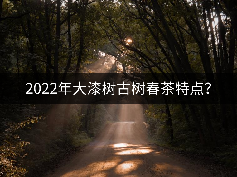 2022年大漆樹古樹春茶特點？